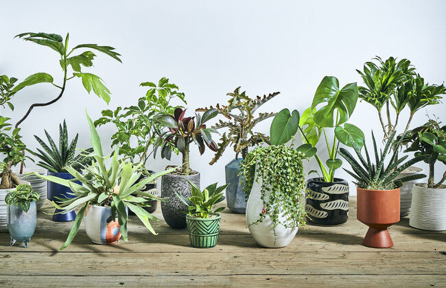 植物と空間のプロ集団厳選、プロ品質の植物が販売開始！