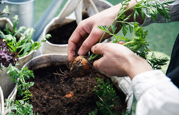 有機野菜は家庭で育つ時代に！微生物が作り出す自然循環を再現した家庭菜園用の土が発売