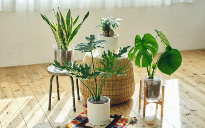 虫がつかない・枯らさない、これからの大型観葉植物の選び方