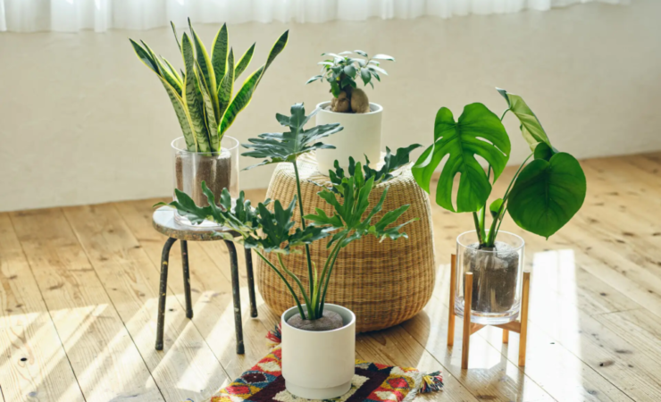 虫がつかない・枯らさない、これからの大型観葉植物の選び方